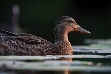 2024 gölündeki ördekler