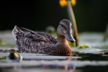 2024 gölündeki ördekler