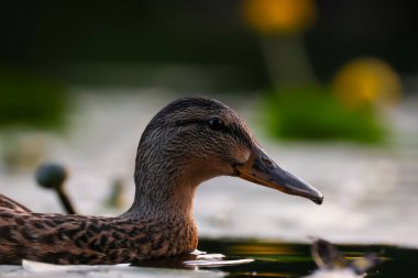 2024 gölündeki ördekler