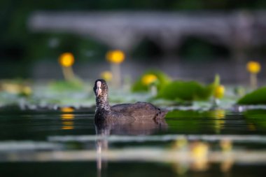2024 gölündeki ördekler