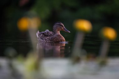 2024 gölündeki ördekler