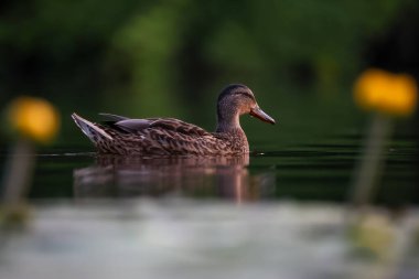 2024 gölündeki ördekler