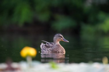 2024 gölündeki ördekler