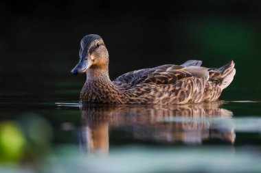 2024 gölündeki ördekler