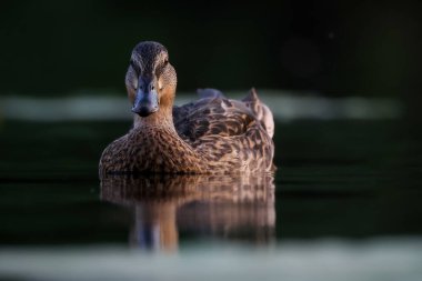 2024 gölündeki ördekler