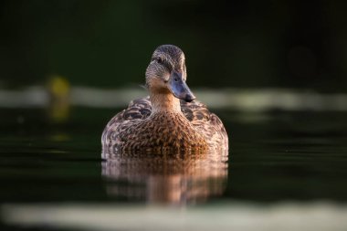 2024 gölündeki ördekler