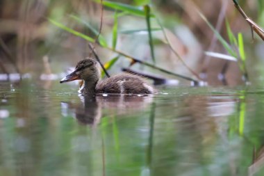 2024 gölündeki ördekler