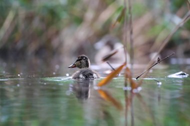 2024 gölündeki ördekler