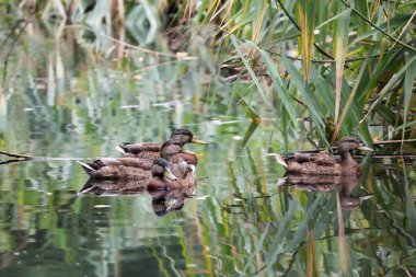 2024 gölündeki ördekler