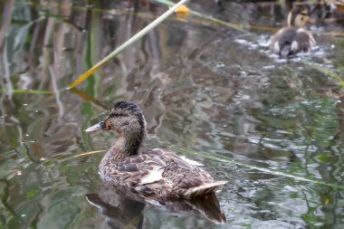 2024 gölündeki ördekler