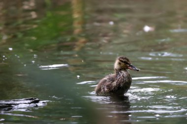 2024 gölündeki ördekler