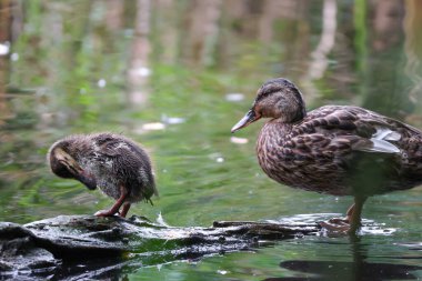 2024 gölündeki ördekler