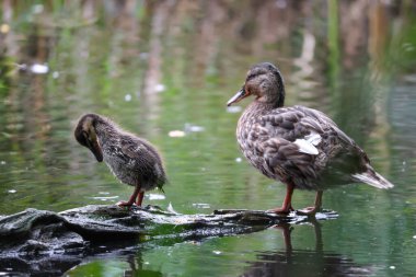 2024 gölündeki ördekler