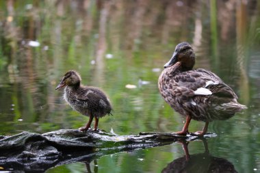 2024 gölündeki ördekler