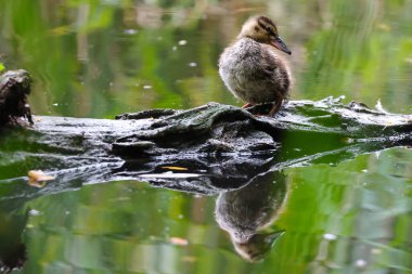 2024 gölündeki ördekler