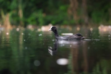 2024 gölündeki ördekler