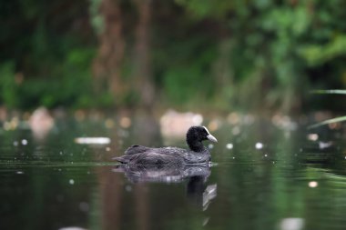 2024 gölündeki ördekler