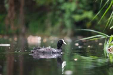2024 gölündeki ördekler