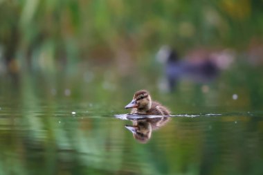 2024 gölündeki ördekler