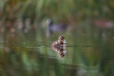 2024 gölündeki ördekler
