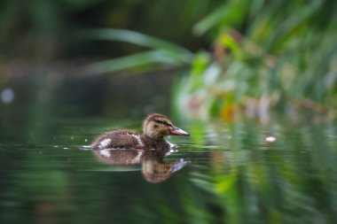 2024 gölündeki ördekler