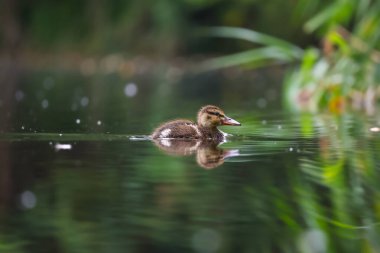 2024 gölündeki ördekler