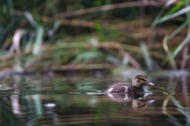 2024 gölündeki ördekler