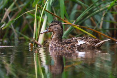 2024 gölündeki ördekler