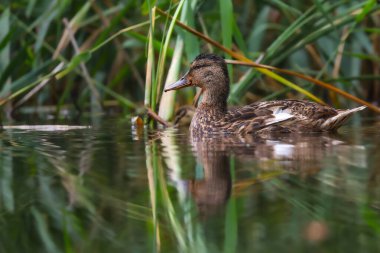 2024 gölündeki ördekler