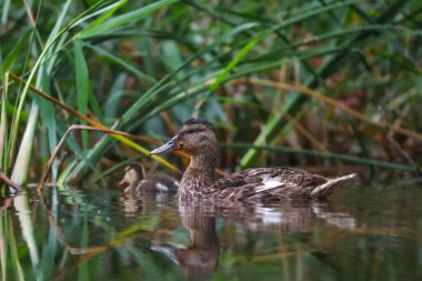 2024 gölündeki ördekler