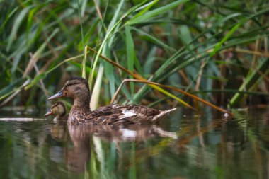 2024 gölündeki ördekler