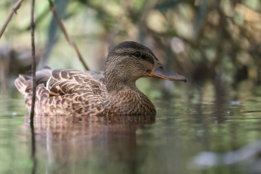 2024 gölündeki ördekler