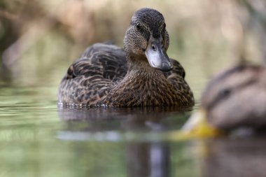 2024 gölündeki ördekler