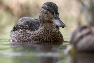 2024 gölündeki ördekler