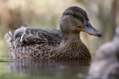 2024 gölündeki ördekler