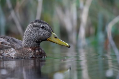 2024 gölündeki ördekler