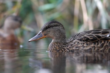 2024 gölündeki ördekler