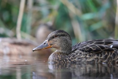 2024 gölündeki ördekler