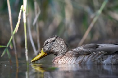 2024 gölündeki ördekler