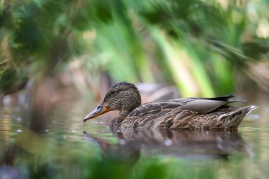 2024 gölündeki ördekler