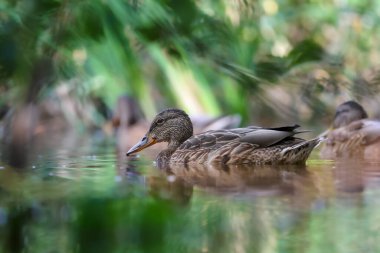 2024 gölündeki ördekler