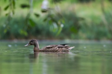 2024 gölündeki ördekler