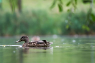 2024 gölündeki ördekler