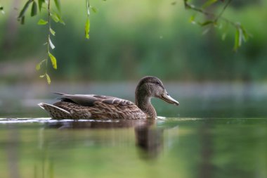 2024 gölündeki ördekler