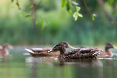 2024 gölündeki ördekler