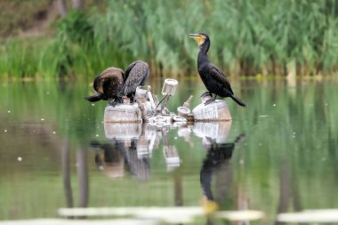 2024 gölündeki ördekler