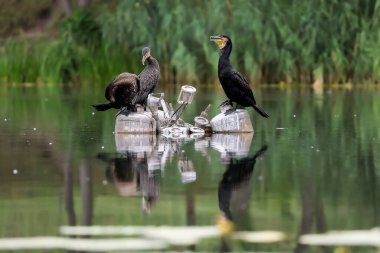 2024 gölündeki ördekler