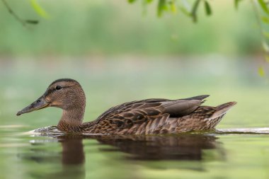 2024 gölündeki ördekler