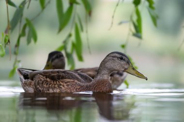 2024 gölündeki ördekler