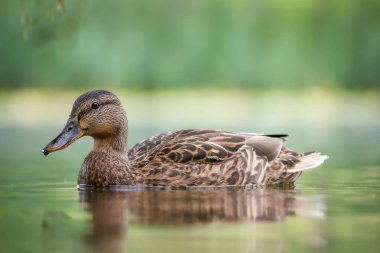 2024 gölündeki ördekler